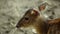 Female of Chinese Muntjac Deer standing still but moving the ears. Close up.
