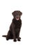 Female chocolate brown labrador retriever dog sitting with its m