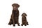 Female chocolate brown labrador retriever dog sitting looking surprised