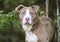 Female chocolate and white American Pitbull Terrier dog outside on leash. Dog rescue pet adoption photography for humane society