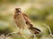 Female cinereous harrier