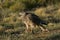 Female Cinereous Harrier with a Prey