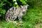 Female Clouded Leopard Sitting Under Bush