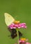 Female Cloudless Sulphur butterfly on a pink Zinnia