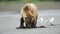 Female coastal brown bear clamming