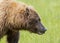 Female Coastal Brown Bear Portrait