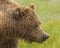 Female Coastal Brown Bear Portrait