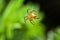 Female Cobweb Spider