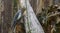 Female cockatiel sitting on a branch, a popular pet in aviculture from australia