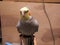 Female Cockatiel Sitting on Treat Bowl