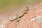 Female Collared Lizard