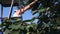 female collects berries from the tree. fruit bushes of Saskatoon berries inky hue