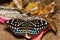 Female of Common Aarchduke butterfly on fruit