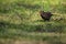 Female Common Blackbird eating a worm