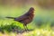 Female common blackbird green background