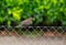 Female common blackbird sitting on fence