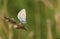 A female Common Blue Butterfly Polyommatus icarus perched on a grass seed head.