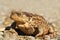 Female common brown toad close up