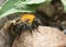 Female common carder bee, Bombus pascuorum on rock