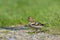 A female Common Chaffinch standing on a meadow