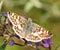 Female Common Checkered-skipper butterfly