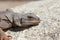 Female Common Chuckwalla Lizard Sauromalus ater close up