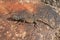 Female Common Chuckwalla Lizard Sauromalus ater on granite boulder