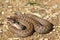 Female common crossed adder on ground