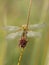 Female Common Darter dragonfly aka Sympetrum striolatum seen from the front. Vertical shot.