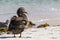 Female common eider at the beach- Somateria mollissima