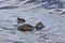 Female Common Eider, Somateria mollissima, with young