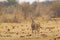 Female Common Eland Portrait