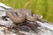 Female common european adder on stump