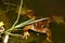 Female Common Frog - Rana temporaria - Native