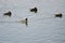 Female Common Goldeneye Keeping Watch While Her Three Sisters Sleep