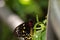 Female Common Green Birdwing butterfly Ornithoptera priamus hangs from a plant