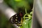 Female Common Green Birdwing butterfly Ornithoptera priamus hangs from a plant