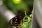 Female Common Green Birdwing butterfly Ornithoptera priamus hangs from a plant