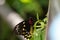 Female Common Green Birdwing butterfly Ornithoptera priamus hangs from a plant