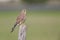 A female common kestrel perched and preening its feathers.