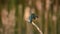 Female Common Kingfisher 4