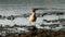 Female Common Merganser, on Mudflats, Cayuga Lake, Ithaca, NY, USA