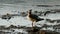 Female Common Merganser, Walking on Shore, Cayuga Lake, Ithaca, NY, USA