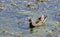 A female common moorhen feeding at the Eskibaraj Dam in Seyhan, Adana