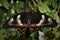 Female Common Mormon Papilio polytes romulus butterfly
