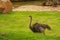 female common ostrich, Struthio camelus, searching for food and patrolling the area