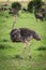 Female common ostrich trotting over short grass