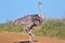 Female Common Ostrich Walking On Murram Road