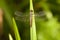 Female Common Parasol Dragonfly Neurothemis Fluctuans