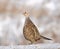 Female Common Pheasant